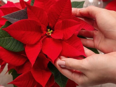 Plantas de otoño que visten de personalidad cada espacio